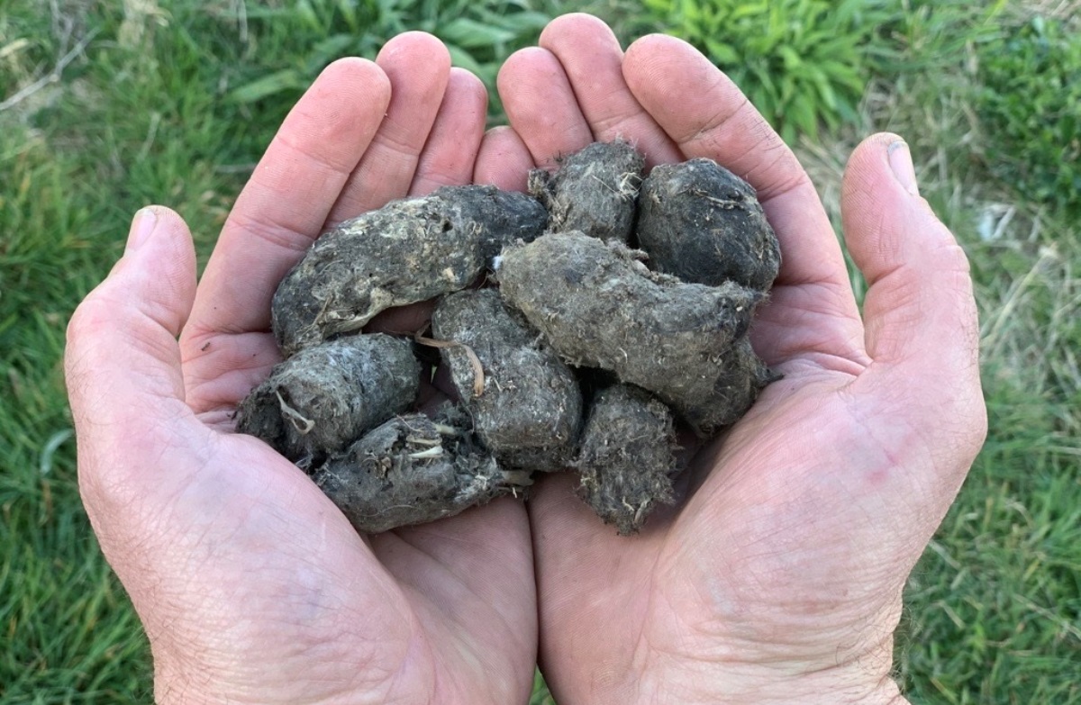 Why owl pellets & all bird pellets are natural treasures