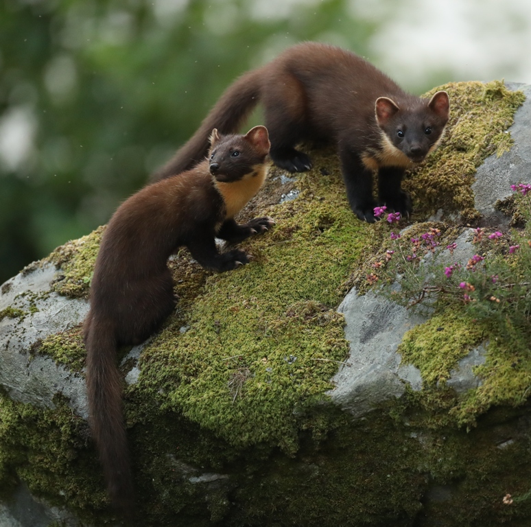 Male and female pine marten on a rock
