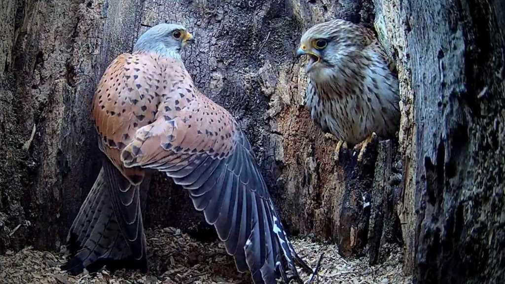 male and kestrel inside nest, female has trapped male in by standing in entrance