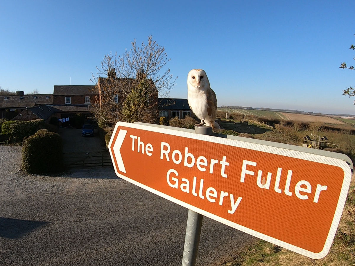 Barn owl perched on sign to the robert fuller gallery with gallery behind