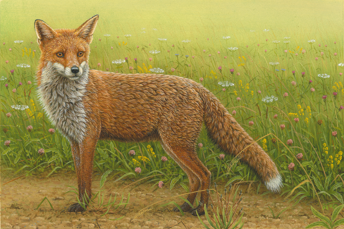 painting by wildlife artist robert e fuller featuring fox standing side one