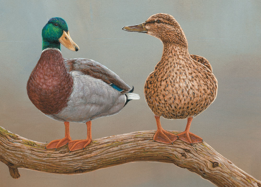 Painting of mallard male and female duck perched on branch and looking towards each other