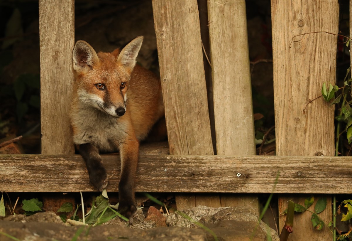 an urban fox resting on a broken fence in york