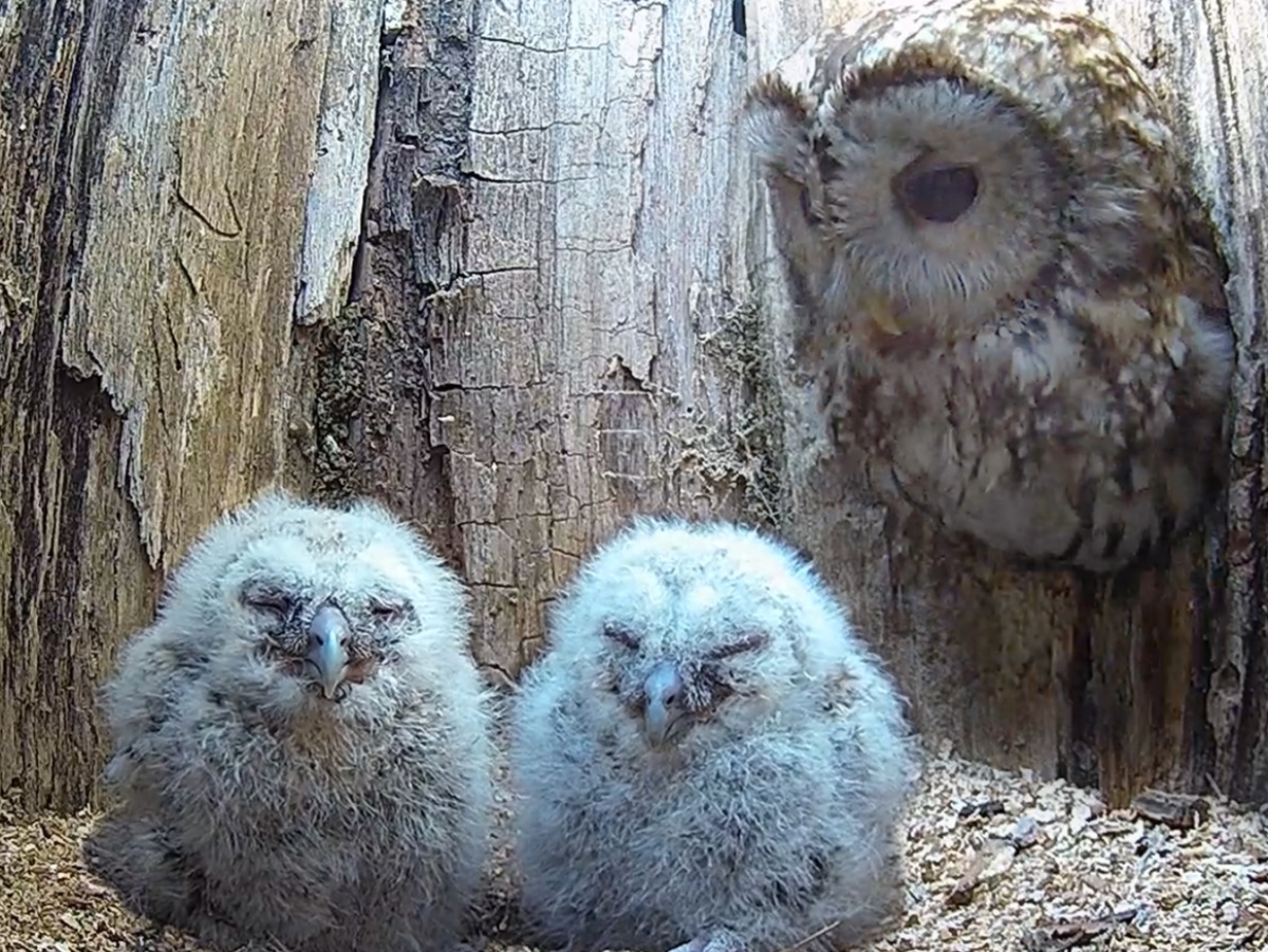 tawny owl luna sees chicks for first time inside nest
