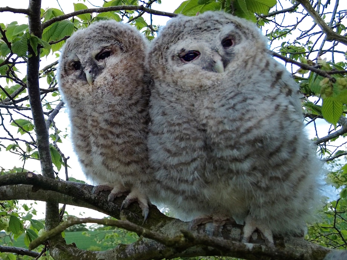 two tawny owlets on branch