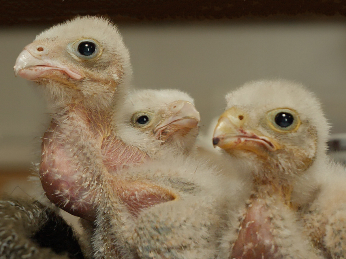 kestrel chicks