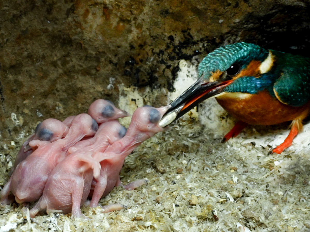 photo of a kingfisher inside the nest. The kingfisher is offering a fish in its beak to a clutch of featherless chicks