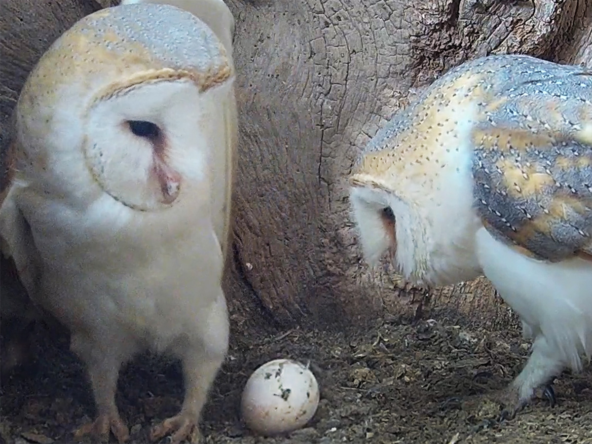 barn owls inside nest looking at egg