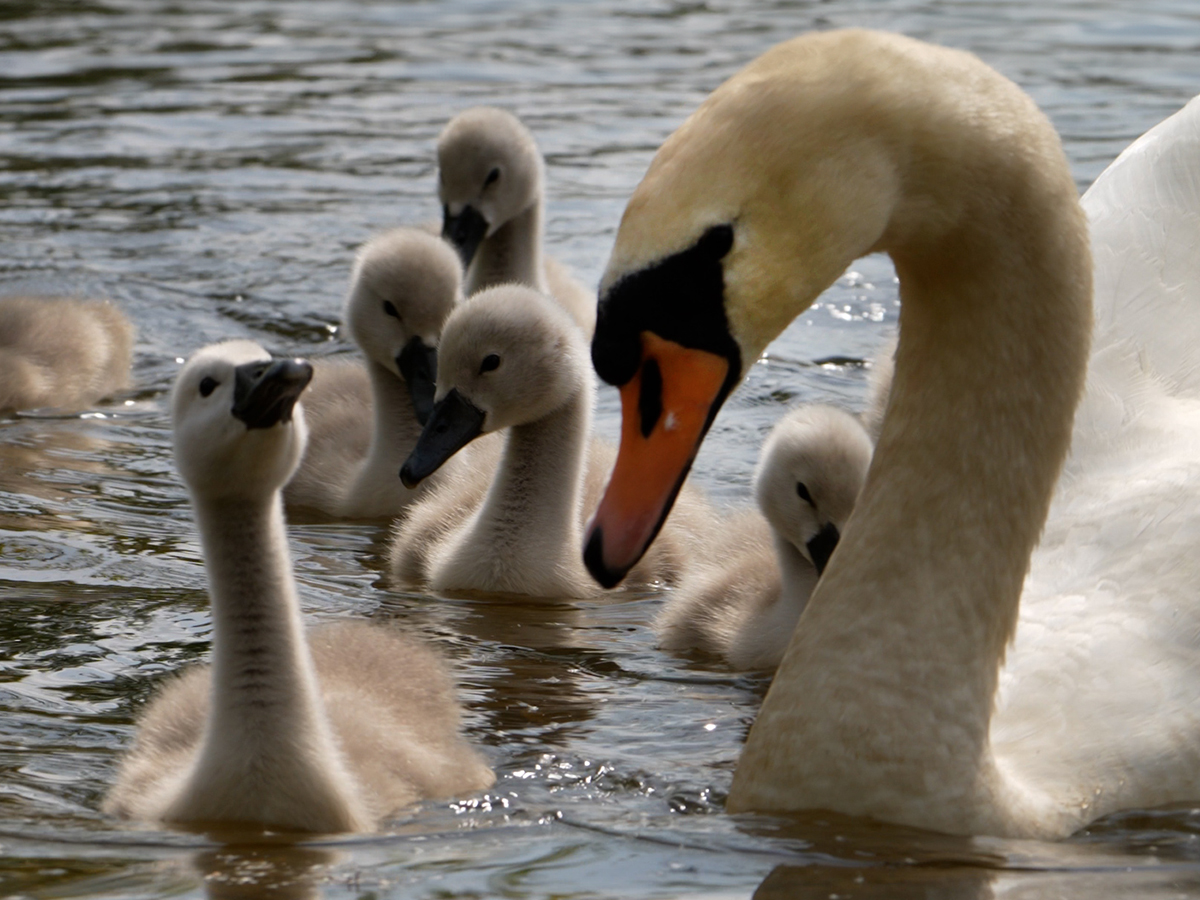Swan cygnets take their first swim