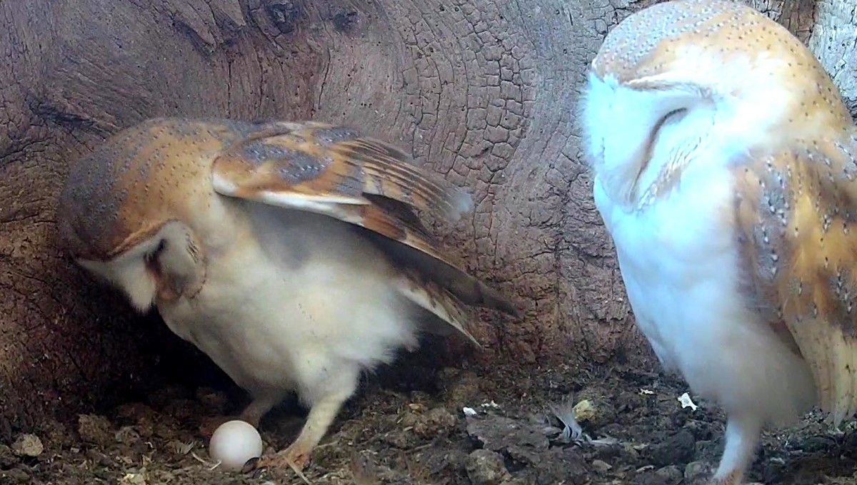 barn owl egg incubation