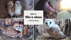 barn owl, tawny owls and kestrels in identification boxes