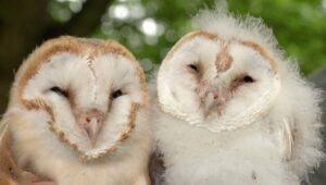 barn owl chicks Nutmeg and Thyme on their ringing day