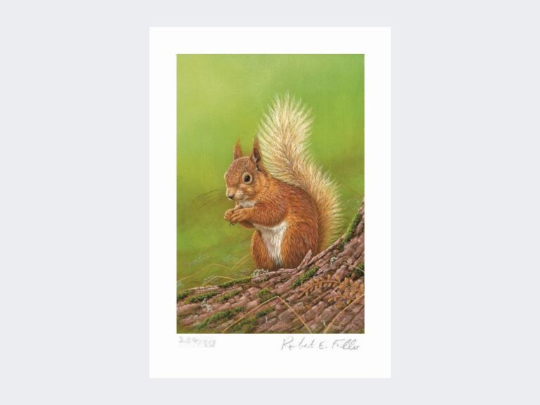 Print-Squirrel-of-Aviemore