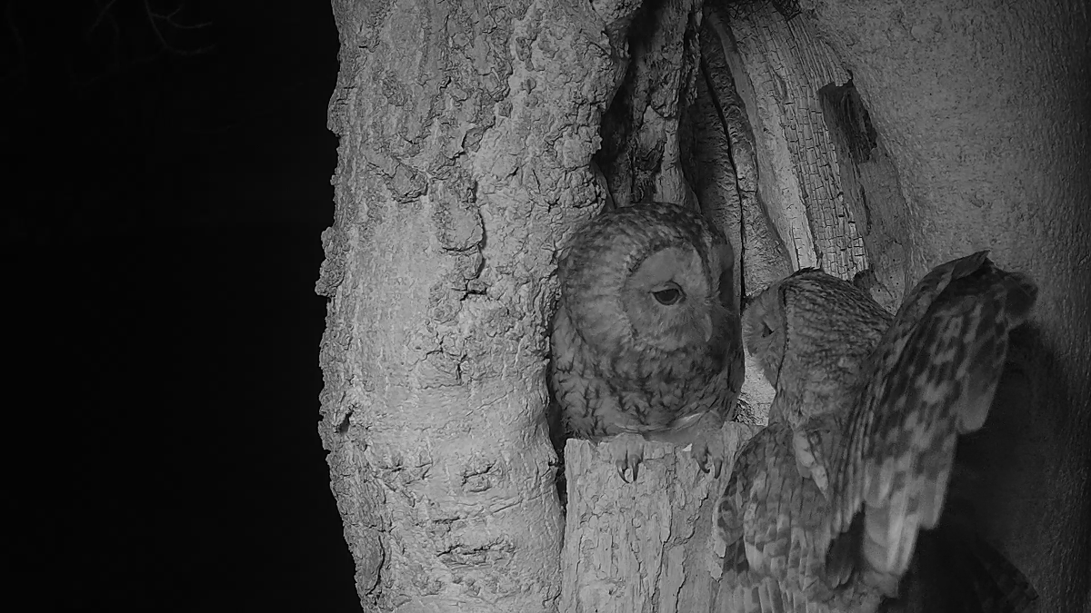 bonnie and ozzy tawny owl pair touch beaks at entrance to nest