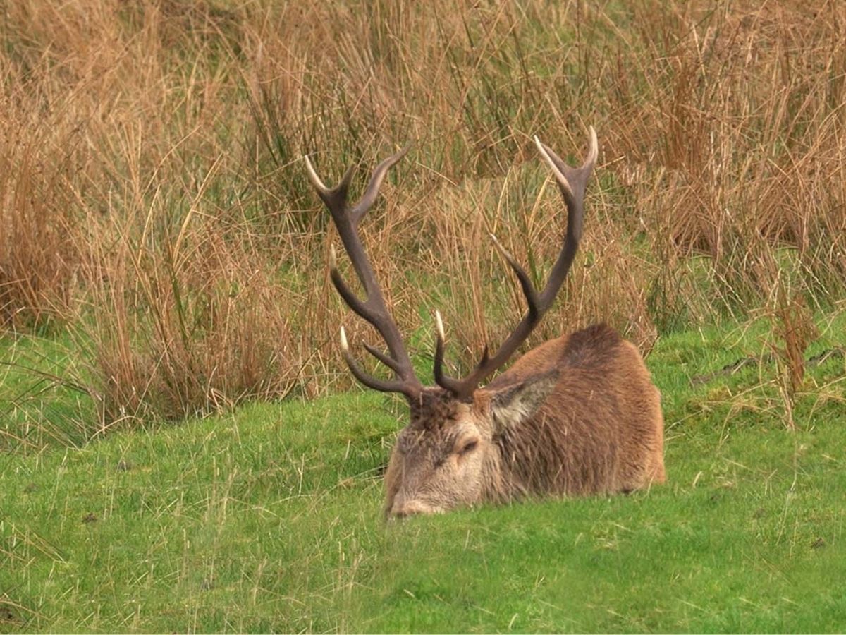 stag has fallen asleep with its head down exhausted