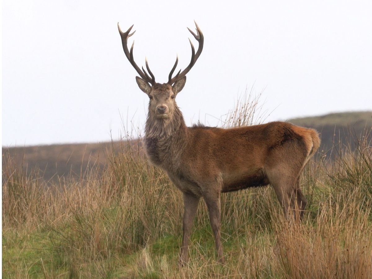red stag standing against landscape