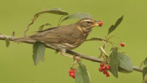 brambling on branch with red berry in beak