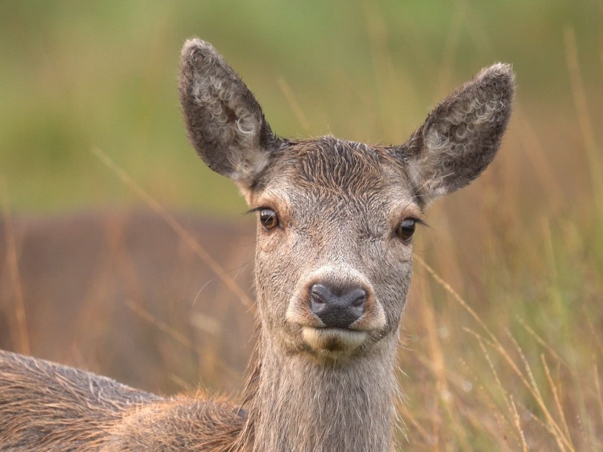 close up of red deer doe its ears pricked
