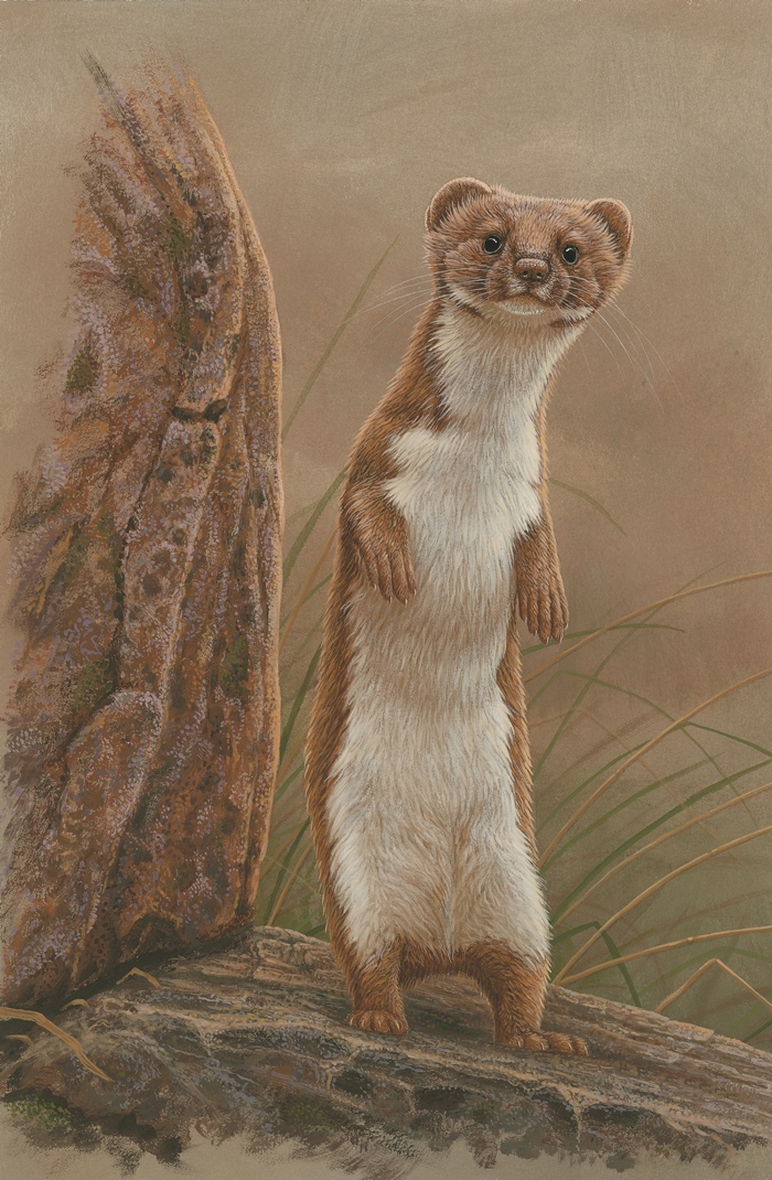 painting of a weasel standing on hind legs
