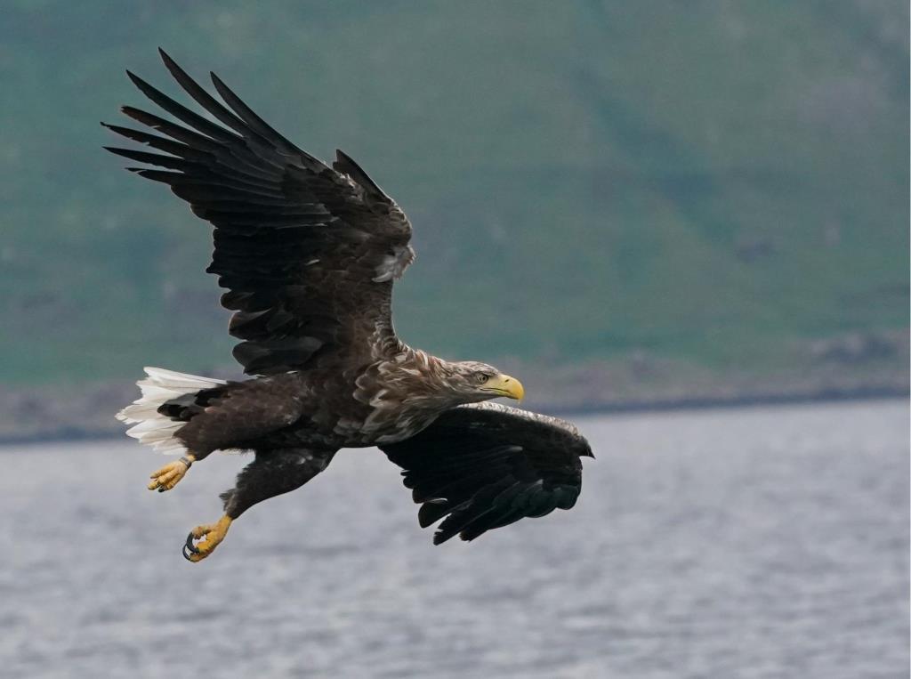 white tailed eagle in flight