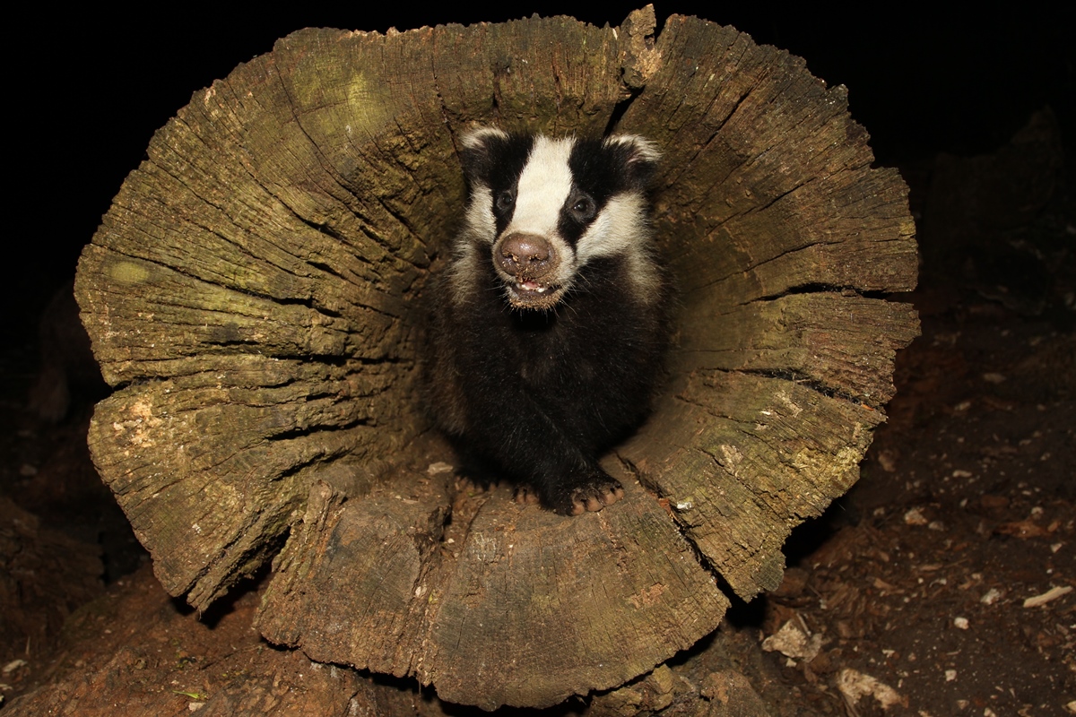 badger waling through hollow tree root