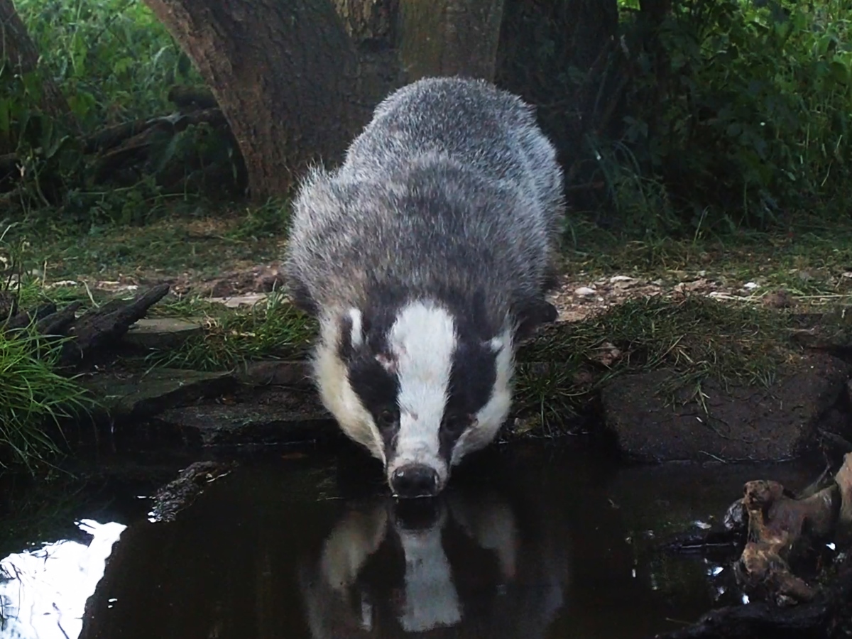 badger drinking from wildlife pond