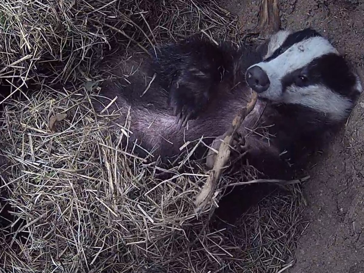 badger curled up in underground den