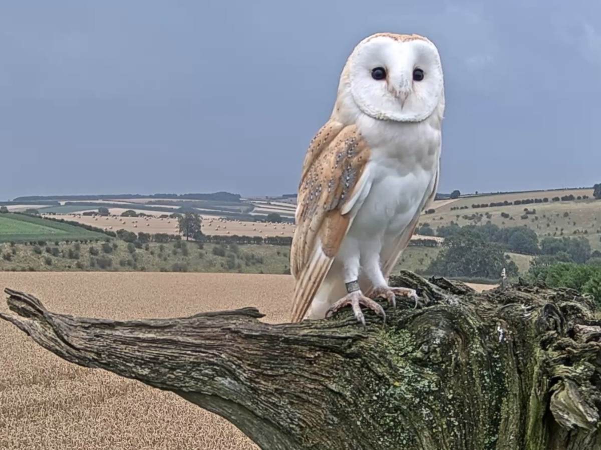 barn owl perched on log with blue sky and fields behind