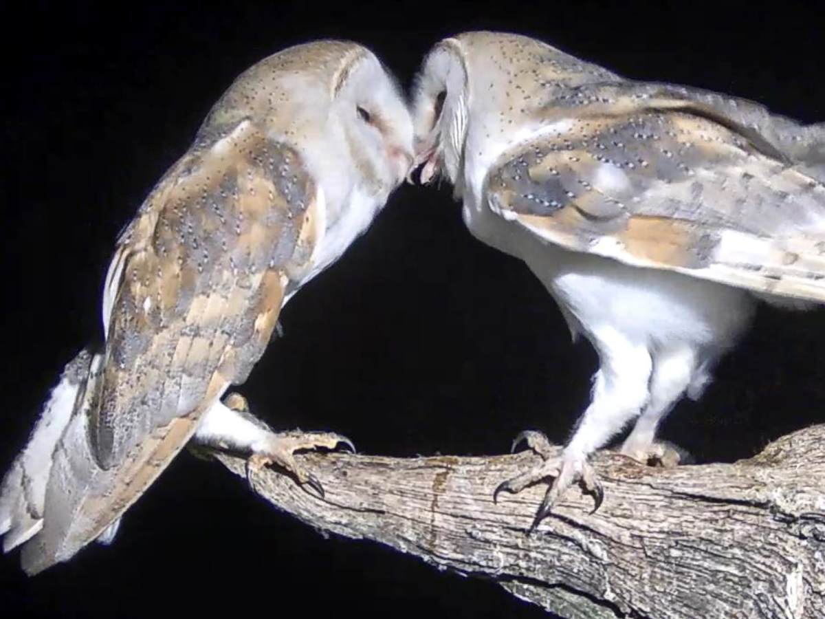 barn owls touching beak on branch with night sky behind