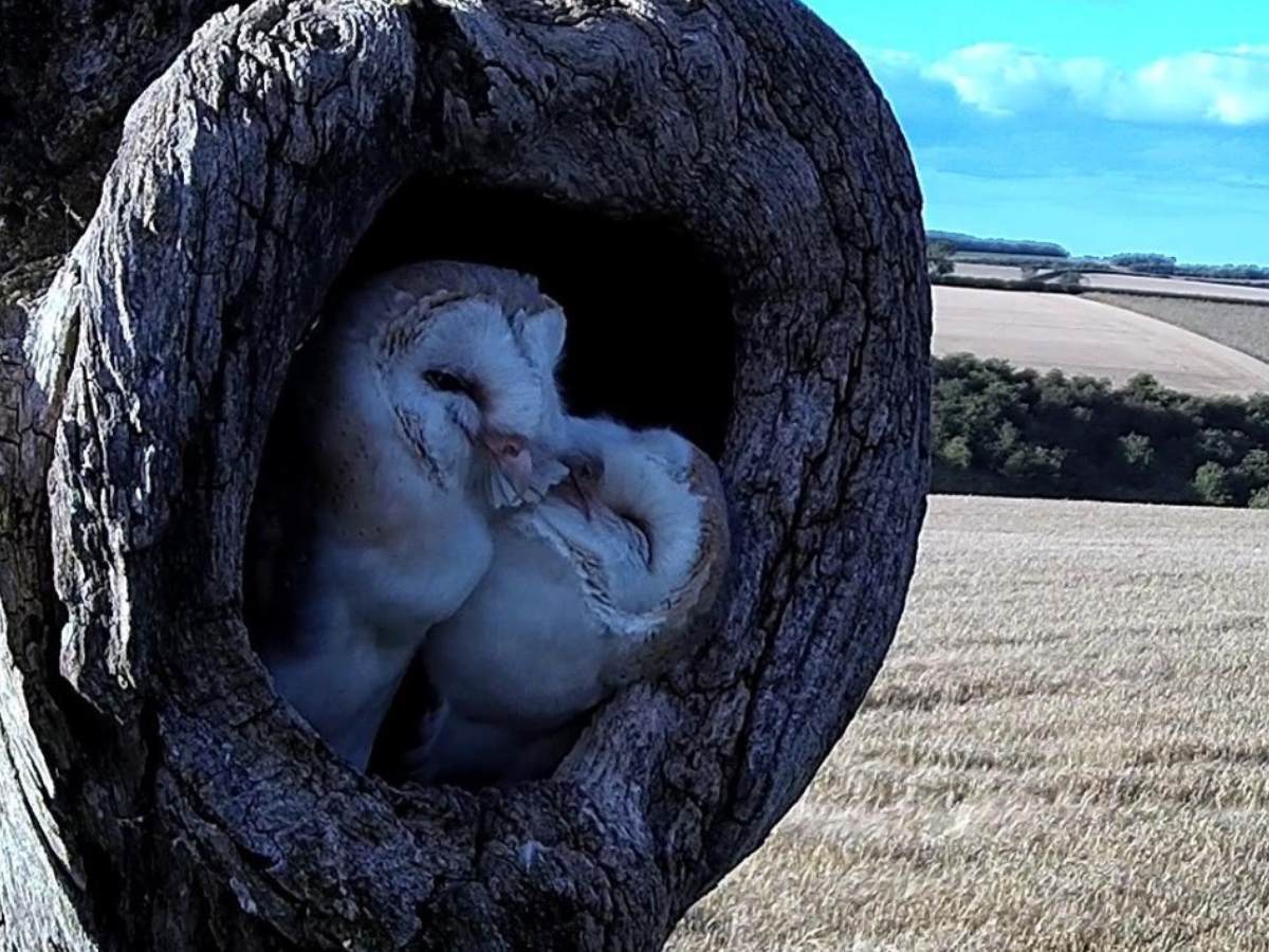 barn owl pair lovingly touch beaks in entrance to nest