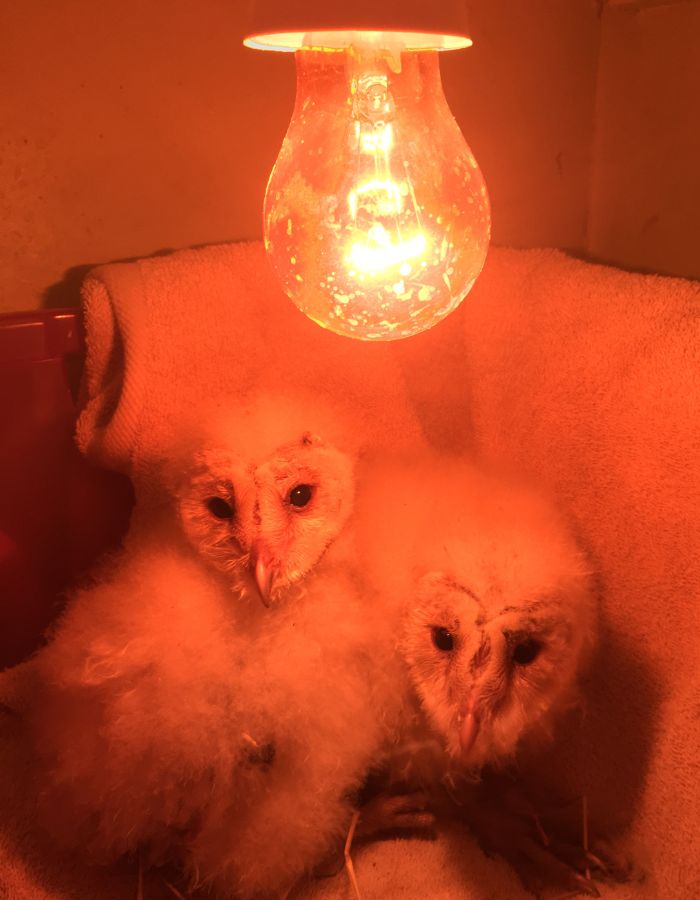 rescued barn owl chicks under heat lamp