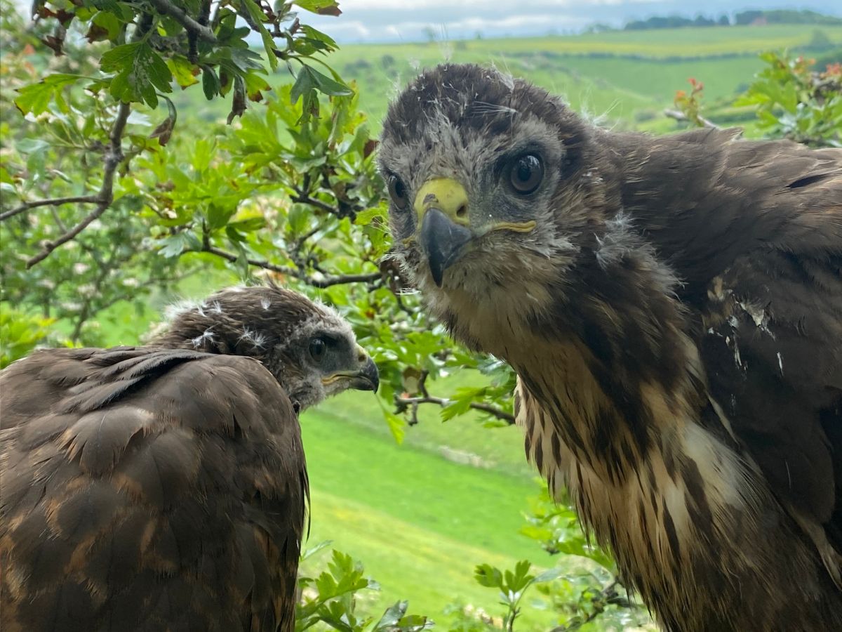 buzzard chicks develop wing feathers