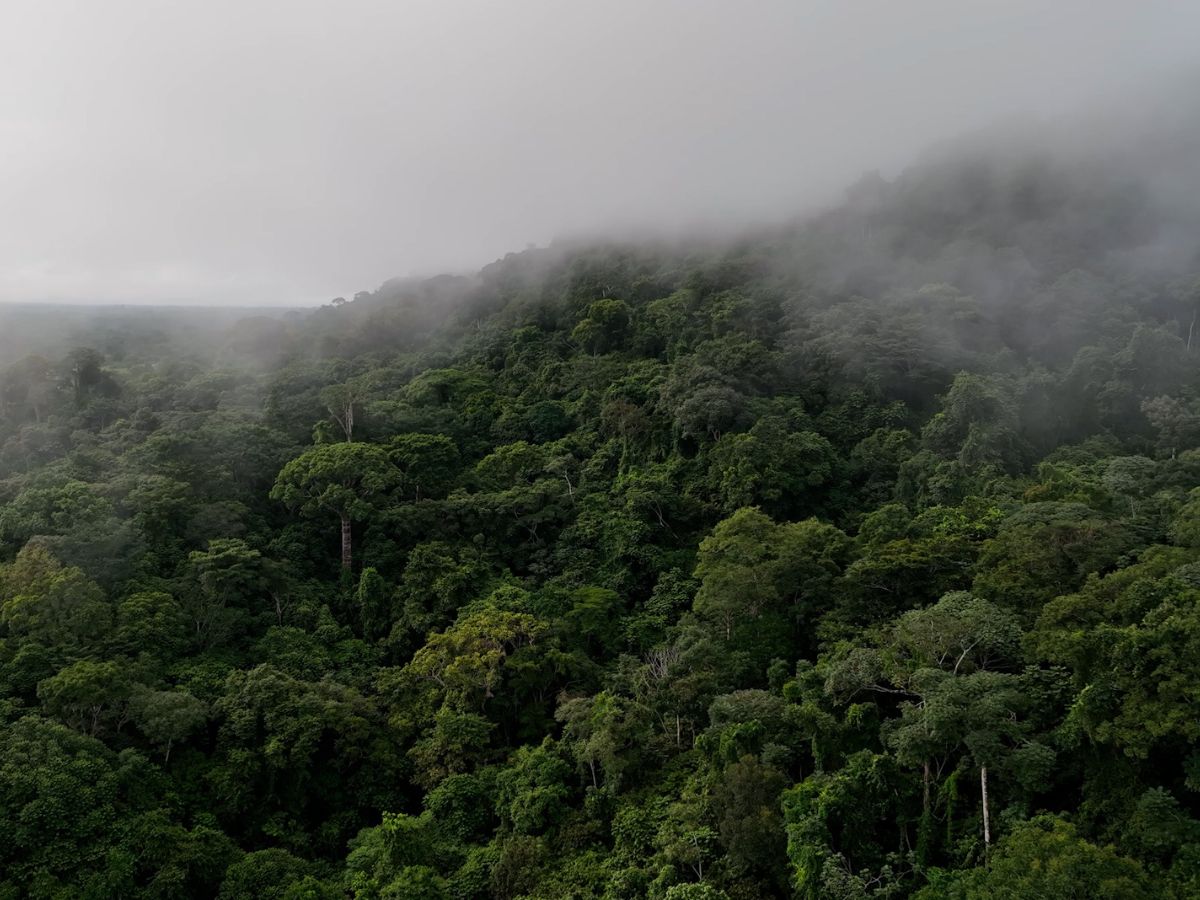 mist hanging over jungle in darian gap panama
