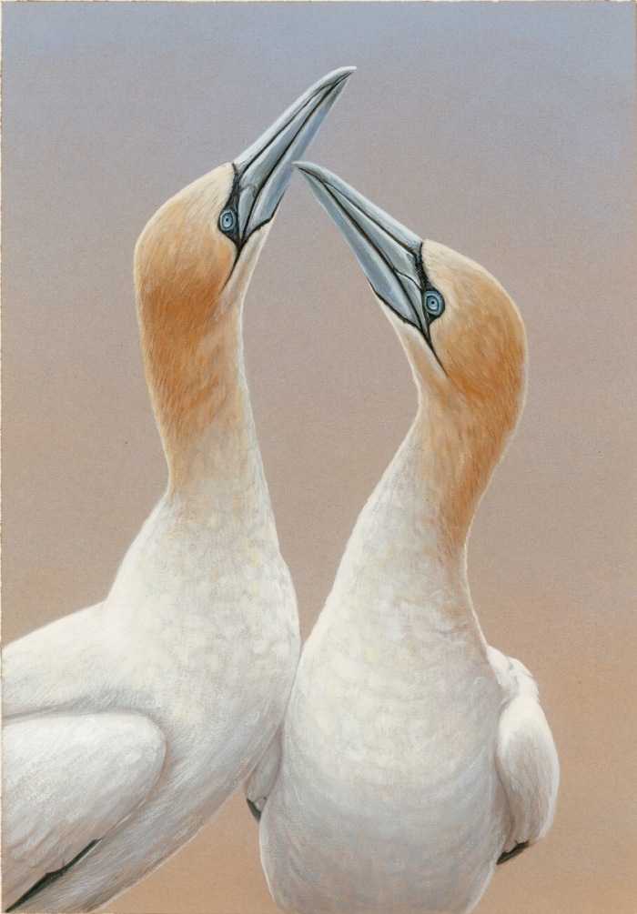 Painting featuring gannets sky pointing beaks turned up and touching