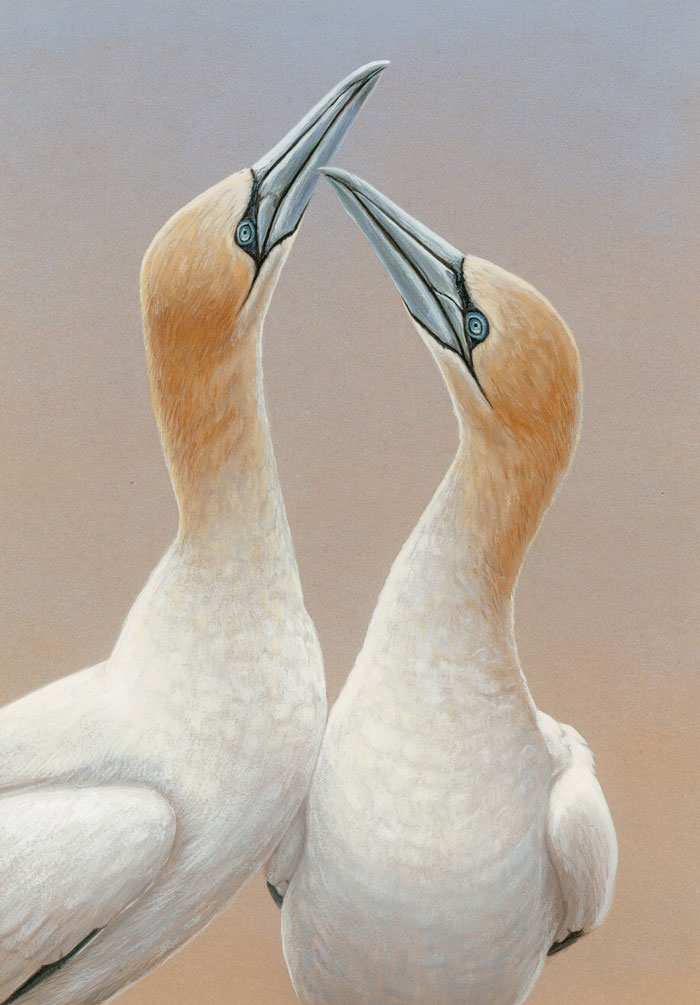 painting of gannets 