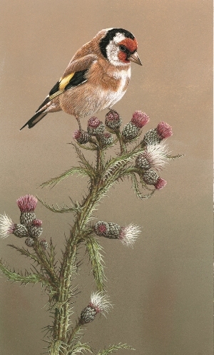 painting of goldfinch bird perched on thistle head by artist robert e fuller