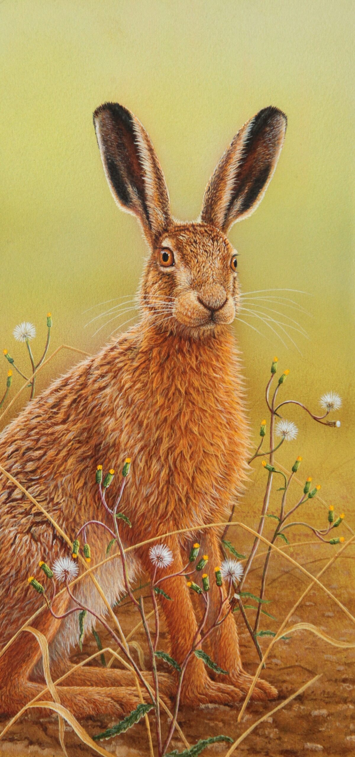 painting of a hare by robert e fuller hare is close up and posed against a brown grass and mayweed