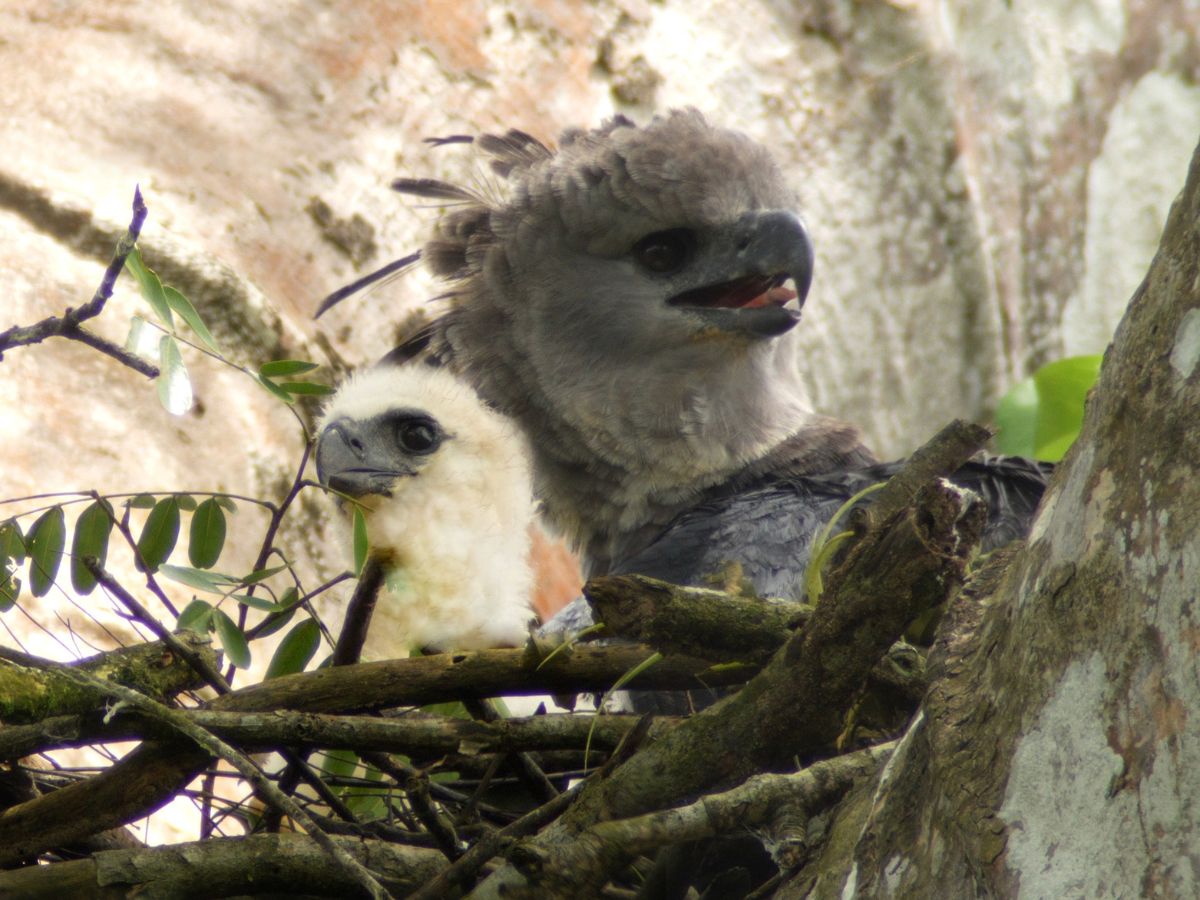 harpy eagle with chick in nest
