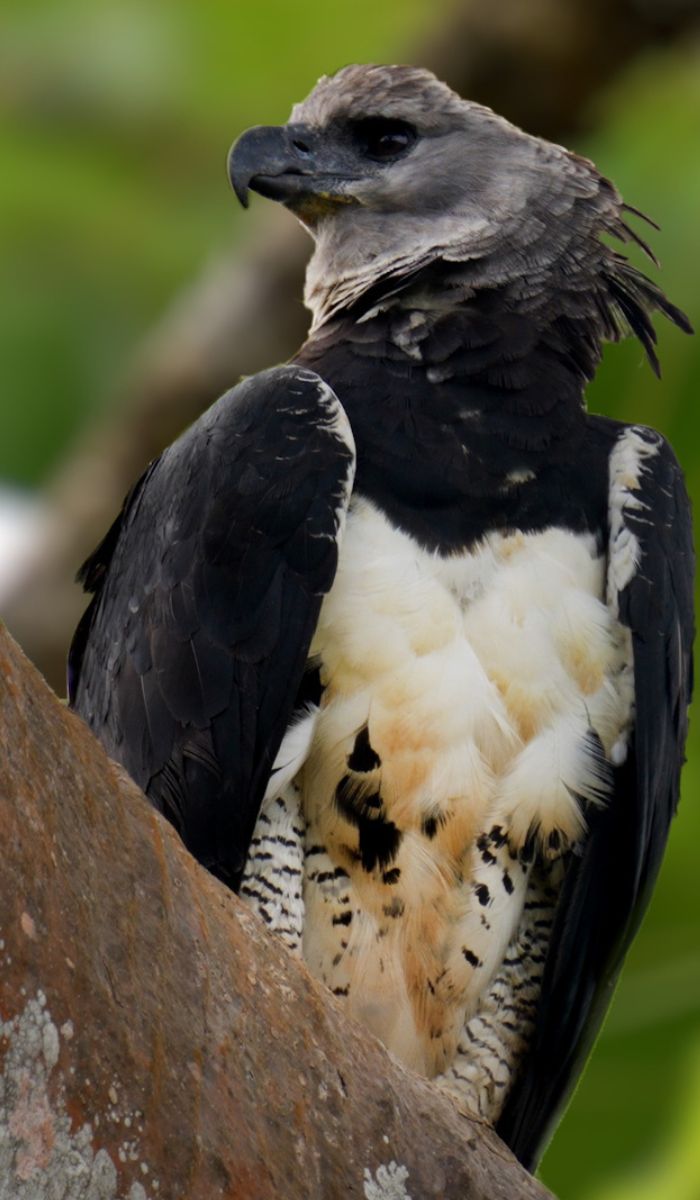 male harpy eagle perched in branch of tree