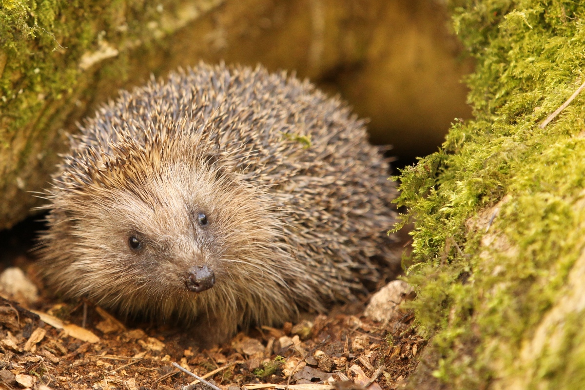 hedgehog with earth below and mossy rock beside it
