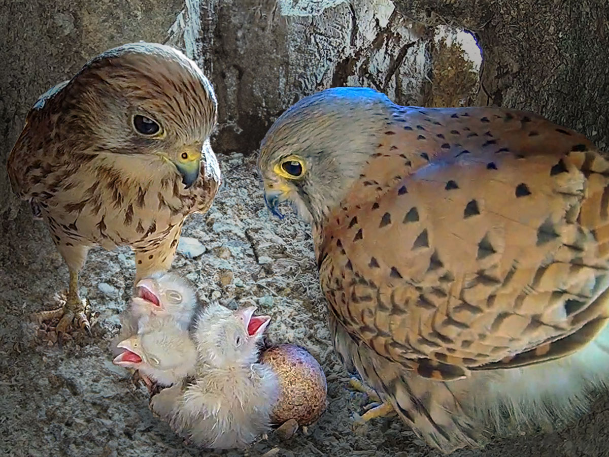 Kestrel pair inside nest with a clutch of three chicks plus unhatched egg