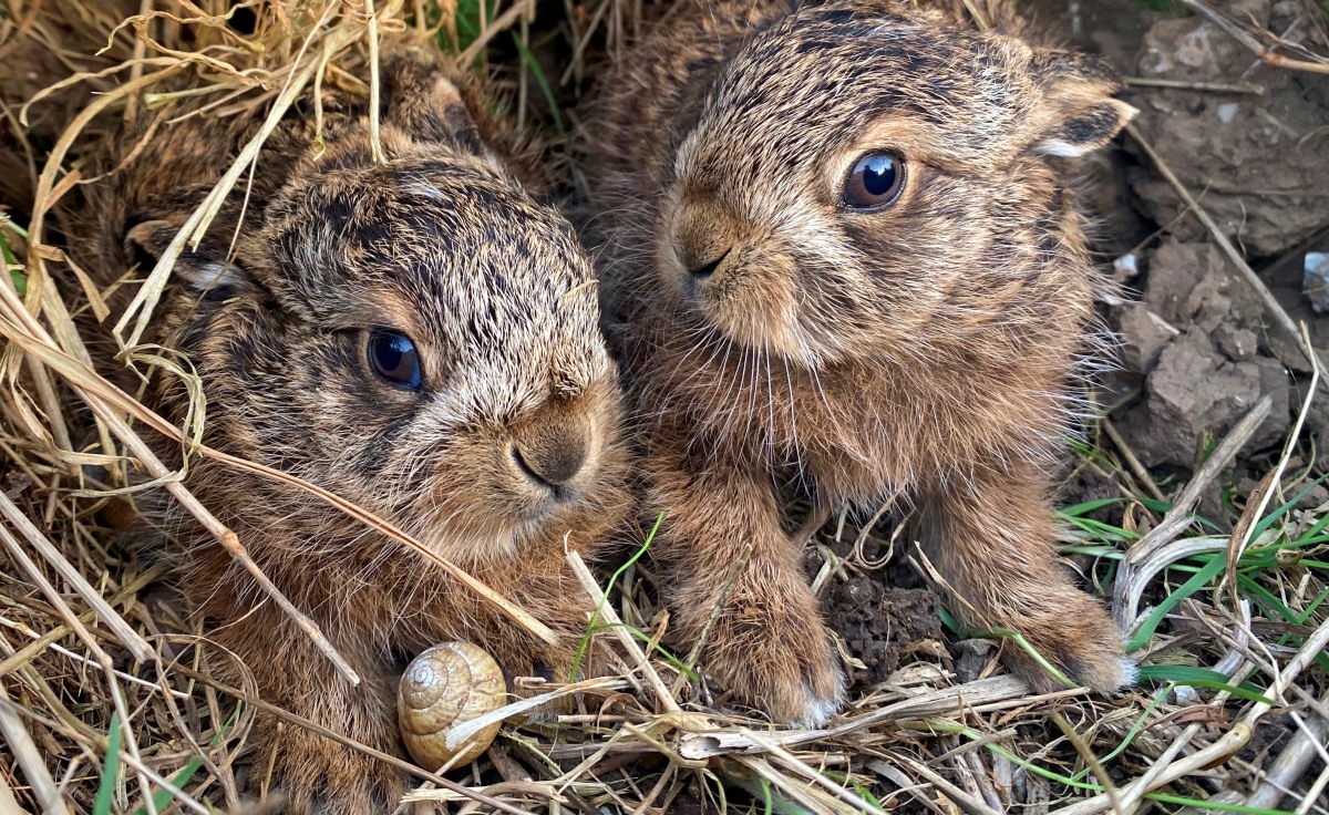 hare leveret wildlife photography