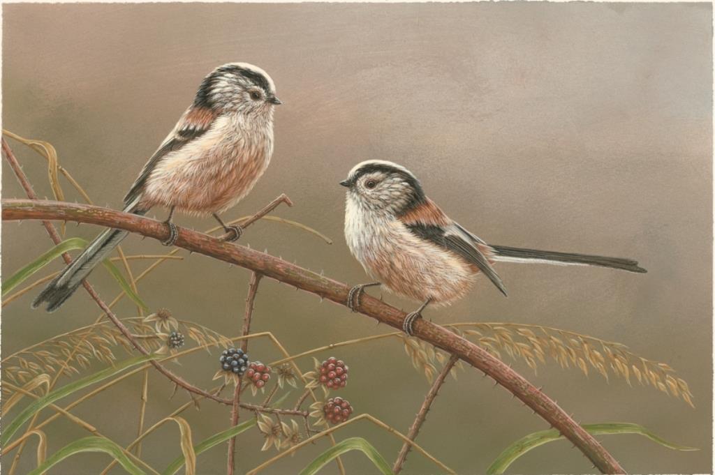 painting depicting two long tailed tits perched in a blackberry bush