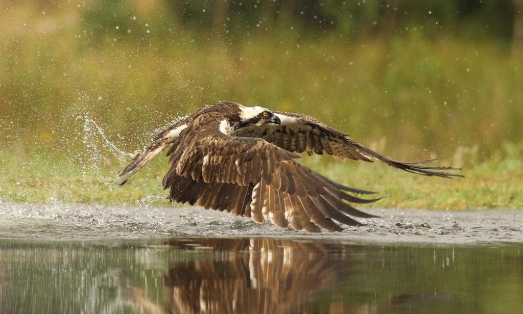osprey diving into water