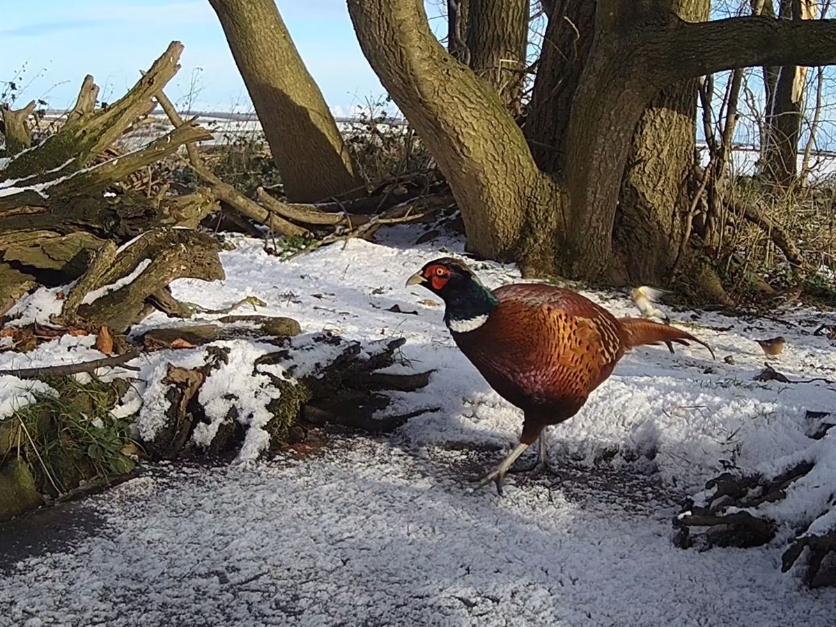 A pheasant walks across the icy pond 