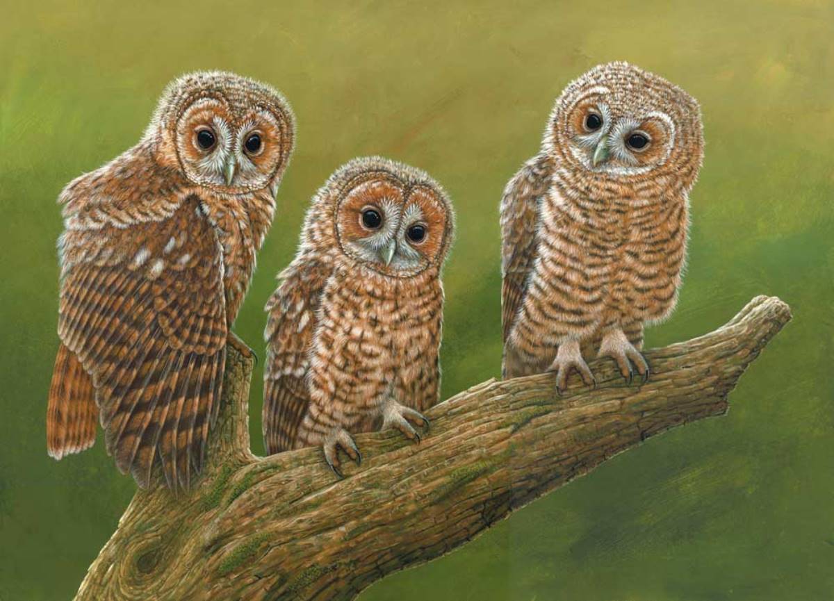 tawny owl chicks painting