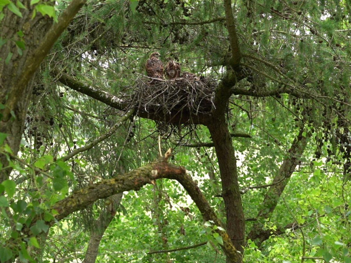 red kite nest up lofty larch tree