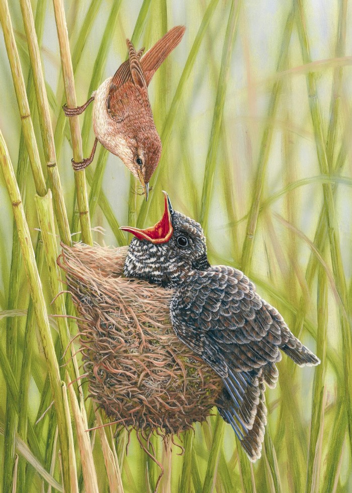 painting of a tiny reed warbler feeding huge cuckoo chick in nest surrounded by green reeds