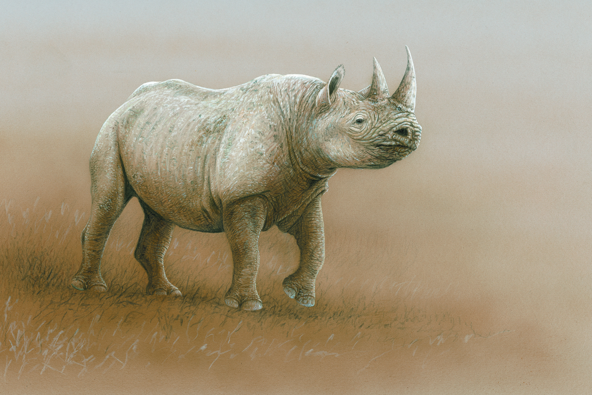 drawing of a rhino in pastel and pencil shaded a soft brown with white highlights on the rhinos back. the rhino is depicted mid step and is looking right out of the painting