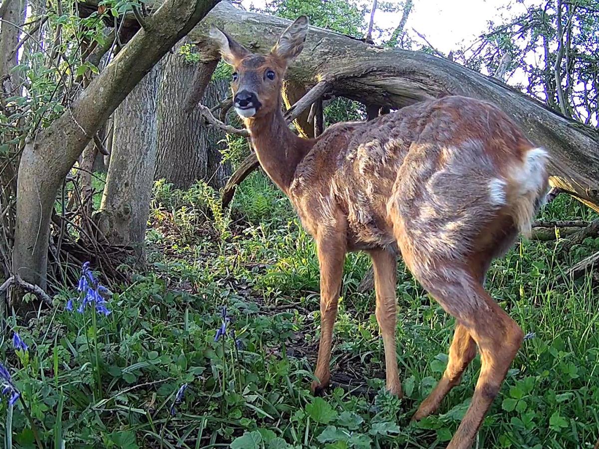 roe deer visits pond in spring with bluebells on ground